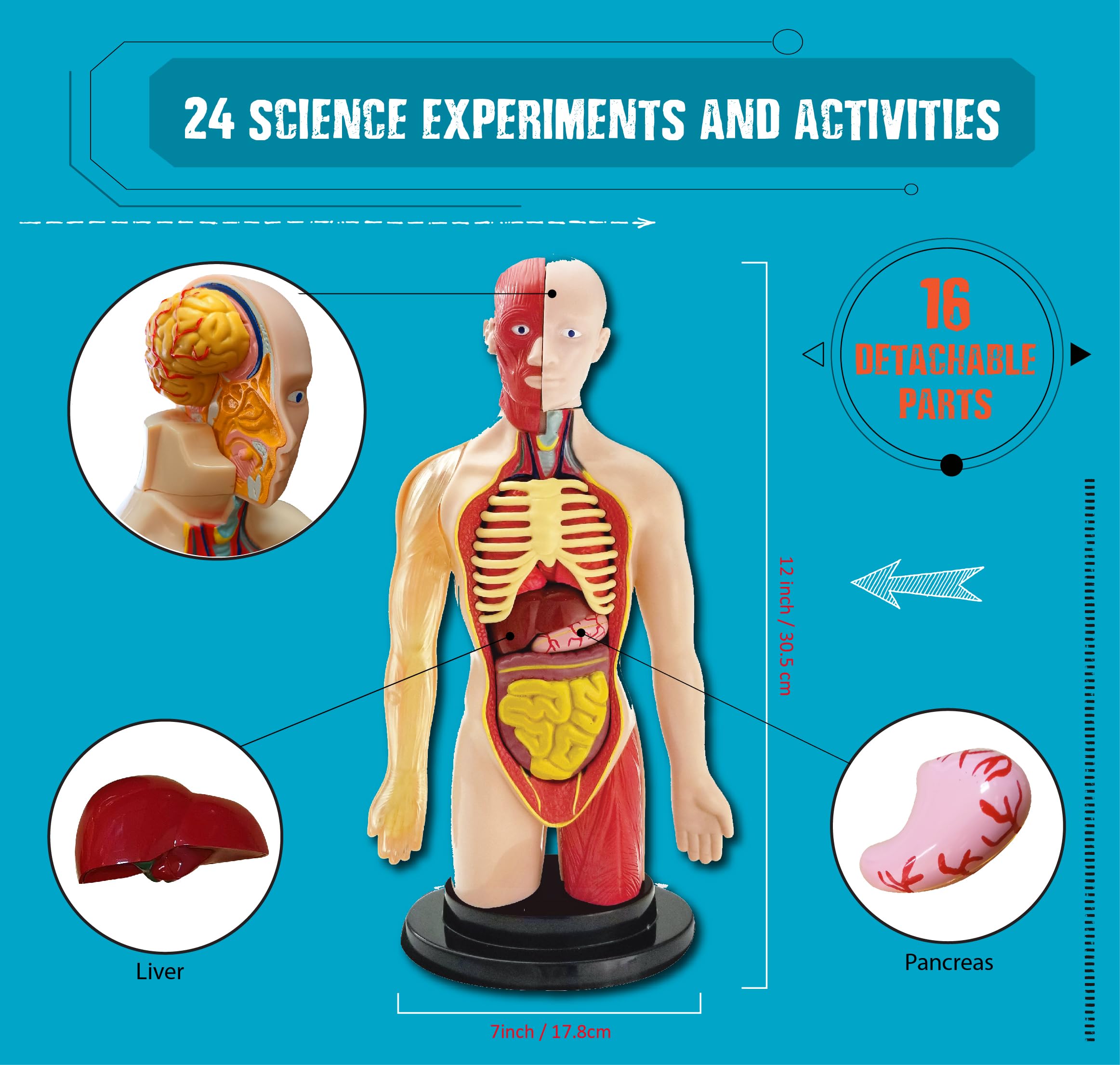 Amazon.com: Einstein Human Body Science Kit : unique and original